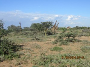 Giraffes on Goshenland!!!